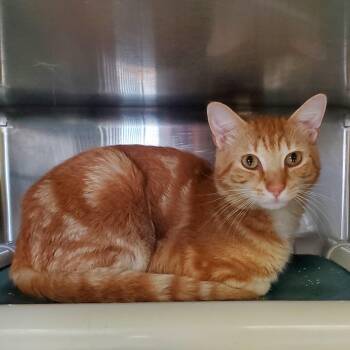 Domestic Short Hair Cats Available for Adoption in Jersey City, New Jersey - Sunny D | PetCurious