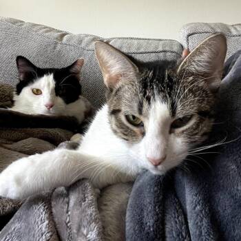 Puck -  Domestic Short Hair Cat for Adoption in Plainfield, Illinois - Puck | PetCurious