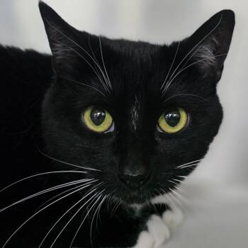 Luna -  Domestic Short Hair Cat for Adoption in Buellton, California - Luna | PetCurious