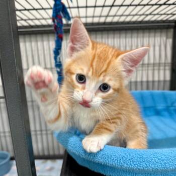 Miso -  Domestic Short Hair Cat for Adoption in Bradenton, Florida - Miso | PetCurious