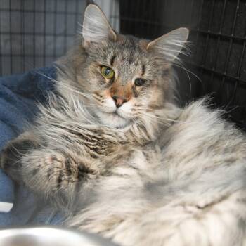 Maine Coon Cats Available for Adoption - Svetia | PetCurious