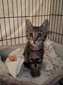 SHAY -  Tabby Cat for Adoption in Cottonwood, California - SHAY | PetCurious