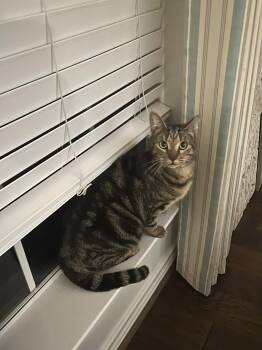 Domestic Short Hair Cats Available for Adoption in The Woodlands, Texas - Tomasita | PetCurious