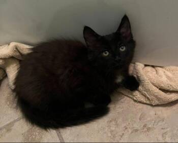 Domestic Long Hair Cats Available for Adoption in Magnolia, Texas - Sir Floofington | PetCurious