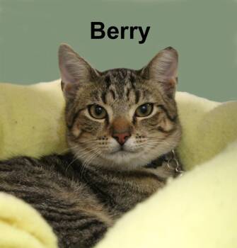 Berry Shes. (sweet brother of Jerry, Sport, Wynne, & Tommi) -  Domestic Short Hair and Tabby Cat for Adoption in Stowe, Pennsylvania - Berry Shes. (sweet Brother Of Jerry, Sport, Wynne, & Tommi) | PetCurious