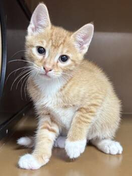 Domestic Short Hair Cats Available for Adoption in Seneca, South Carolina - George $75 At Petsmart Seneca | PetCurious
