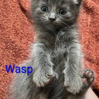 Domestic Long Hair and Russian Blue Cats Available for Adoption - Wasp | PetCurious