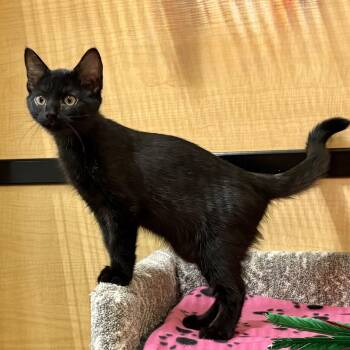 Jet -  Domestic Short Hair Cat for Adoption in Irvine, California - Jet | PetCurious
