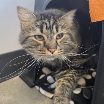 Domestic Short Hair Cats Available for Adoption in Fort Wayne, Indiana - Sarafina | PetCurious