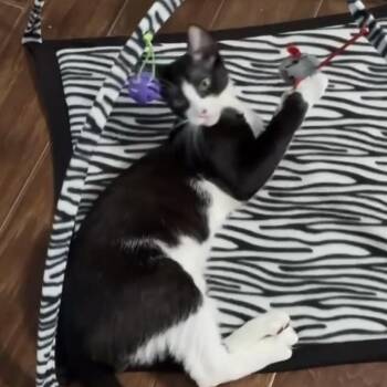 Domestic Short Hair Cats Available for Adoption in Lucedale, Mississippi - Sebastian | PetCurious