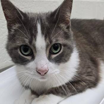 Max -  Domestic Short Hair Cat for Adoption in Grand Rapids, Michigan - Max | PetCurious