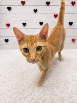 Casaba -  Domestic Short Hair Cat for Adoption in Corpus Christi, Texas - Casaba | PetCurious