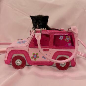 Domestic Short Hair Cats Available for Adoption in Raleigh, North Carolina - Pebbles | PetCurious