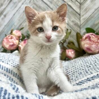 Damask -  Domestic Short Hair Cat for Adoption in Mt. Juliet, Tennessee - Damask | PetCurious