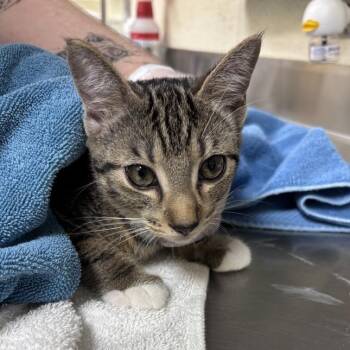 Ojitos -  Domestic Short Hair Cat for Adoption in Asheville, North Carolina - Ojitos | PetCurious