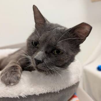 Domestic Short Hair Cats Available for Adoption in York, Pennsylvania - George | PetCurious