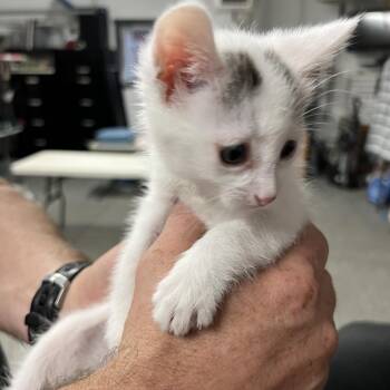 Greely -  Domestic Short Hair Cat for Adoption in Rochester, Minnesota - Greely | PetCurious
