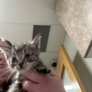 Lugnut -  Domestic Short Hair Cat for Adoption in Ottawa, Kansas - Lugnut | PetCurious