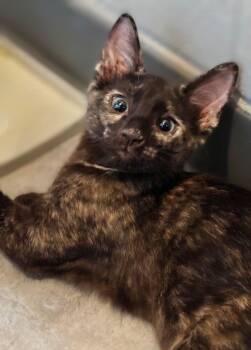 Nezuko -  Domestic Long Hair Cat for Adoption in Honolulu, Hawaii - Nezuko | PetCurious