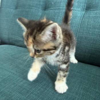 Betty -  Domestic Short Hair Cat for Adoption in West Palm Beach, Florida - Betty | PetCurious
