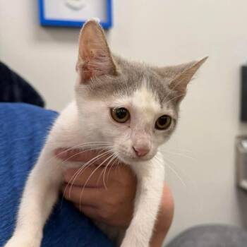 Liana -  Domestic Short Hair Cat for Adoption in Williston, Florida - Liana | PetCurious