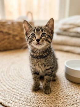 Angie - sweet and affectionate -  Domestic Short Hair Cat for Adoption in Muskego, Wisconsin - Angie - Sweet And Affectionate | PetCurious