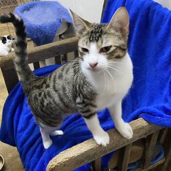 Tabby Cats Available for Adoption - Generous | PetCurious