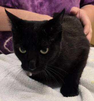 Jade -  Domestic Short Hair Cat for Adoption in Murphysboro, Illinois - Jade | PetCurious