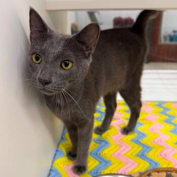 Sir Purr-A-Lot -  Domestic Short Hair Cat for Adoption in West Palm Beach, Florida - Sir Purr-A-Lot | PetCurious