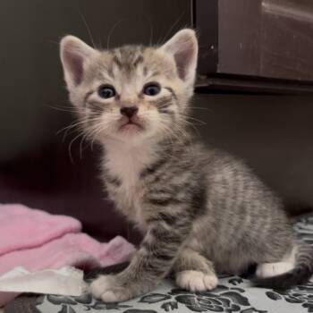 Rescue Domestic Short Hair Cats for Adoption in Volcano, Hawaii - Petunia | PetCurious