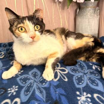 Dianna -  Calico Cat for Adoption in Long Beach, Mississippi - Dianna | PetCurious