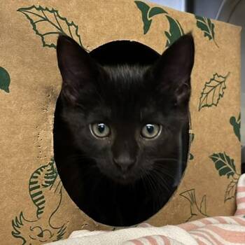 Alfredo -  Domestic Short Hair Cat for Adoption in Baltimore, Maryland - Alfredo | PetCurious