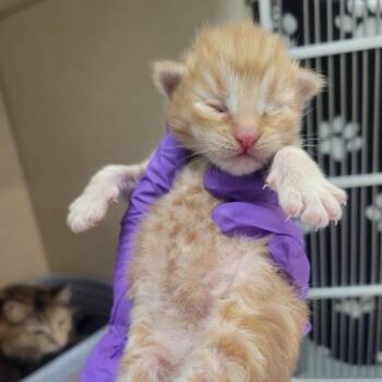 Walton -  Domestic Short Hair Cat for Adoption in Westminster, California - Walton | PetCurious
