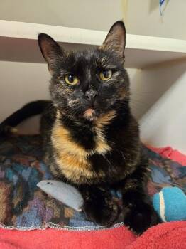 Elsie -  Domestic Short Hair Cat for Adoption in Bellingham, Washington - Elsie | PetCurious