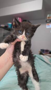 Jet -  Domestic Short Hair Cat for Adoption in Fruit Heights, Utah - Jet | PetCurious