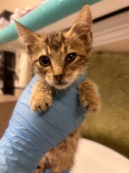 SUZIE -  Domestic Short Hair Cat for Adoption in Riverside, California - SUZIE | PetCurious
