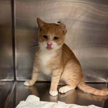 Charmander -  Domestic Short Hair Cat for Adoption in Newark, New Jersey - Charmander | PetCurious