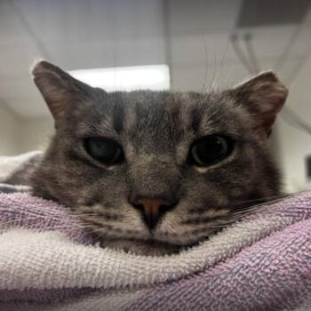 Domestic Medium Hair Cats Available for Adoption in Redwood City, California - Riff | PetCurious