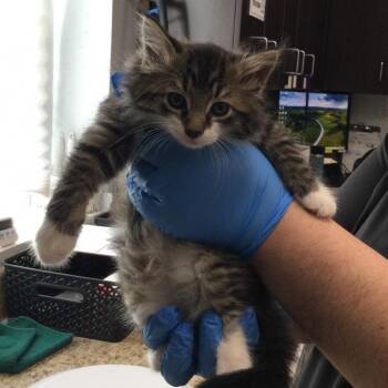 Poe -  Domestic Short Hair Cat for Adoption in Marshall, Virginia - Poe | PetCurious