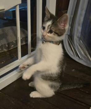 Casey -  Domestic Short Hair Cat for Adoption in Cleveland, Ohio - Casey | PetCurious