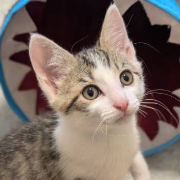 George -  Domestic Medium Hair Cat for Adoption in Sonoma, California - George | PetCurious