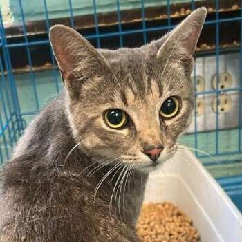 Domestic Short Hair Cats Available for Adoption in Gadsden, Alabama - Bananas | PetCurious