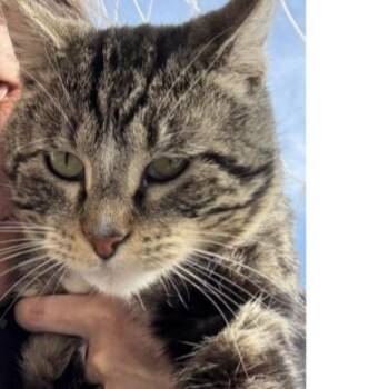 Domestic Short Hair Cats Available for Adoption in Salt Lake City, Utah - Bob Ross | PetCurious