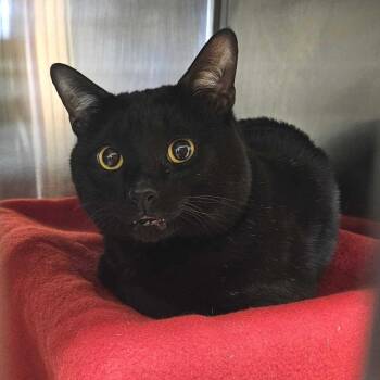 Domestic Short Hair Cats Available for Adoption in Dover, New Hampshire - Shadow | PetCurious