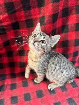 Pounce -  Domestic Short Hair Cat for Adoption in Shelbyville, Tennessee - Pounce | PetCurious