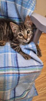 Domestic Short Hair Cats Available for Adoption in Greenville, Delaware - Literary Kittens:  Brothers At Brookhaven PS | PetCurious