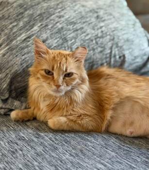 Lexi -  Domestic Medium Hair Cat for Adoption in Reno, Nevada - Lexi | PetCurious