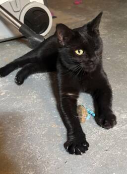 Edith Mae -  Domestic Short Hair Cat for Adoption in Midland, Michigan - Edith Mae | PetCurious