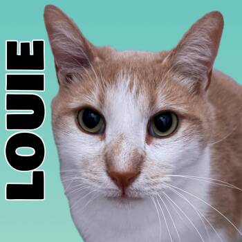 Domestic Short Hair Cats Available for Adoption - LOUIE | PetCurious