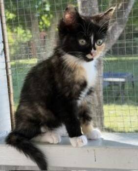 Searcy Blue -  Domestic Short Hair Cat for Adoption in Lemoyne, Pennsylvania - Searcy Blue | PetCurious